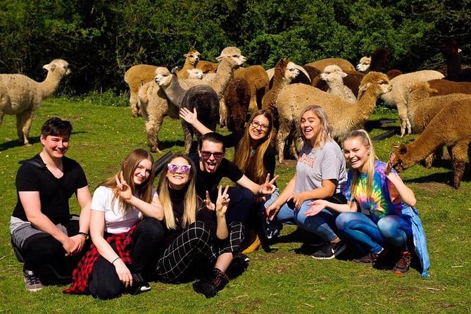 2-Hour Alpaca Farm Experience in Kenilworth - Key points to know before you book