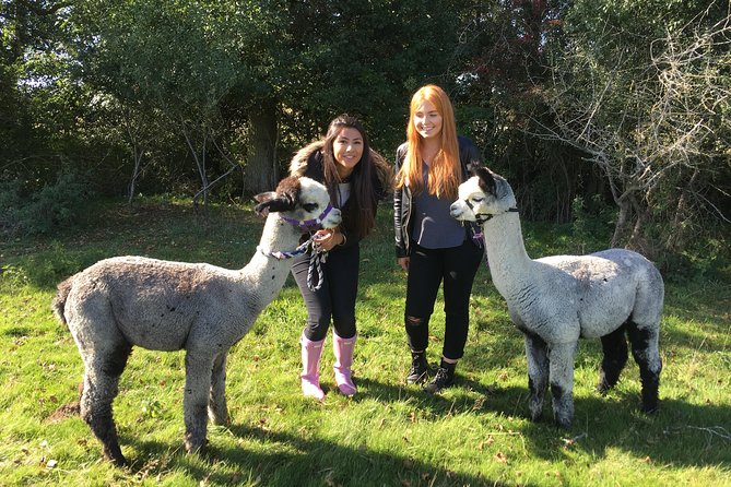 2-Hour Alpaca Farm Experience in Kenilworth - Meeting the alpacas at Faerie Tale Farm