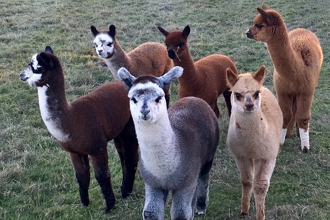 2-Hour Alpaca Farm Experience in Kenilworth - Feeding the herd around the farm