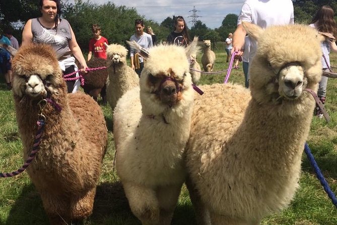 2-Hour Alpaca Farm Experience in Kenilworth - Walking an alpaca for the final hour