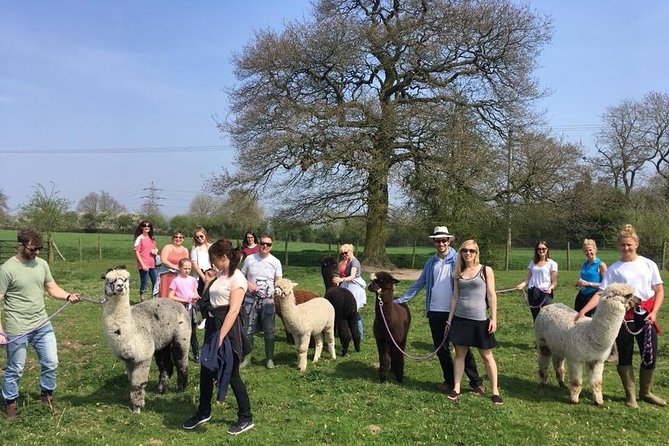 2-Hour Alpaca Farm Experience in Kenilworth - How much value do you get for $35.78?