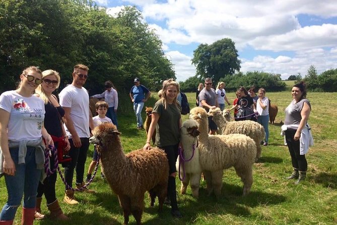 2-Hour Alpaca Farm Experience in Kenilworth - Weather, cancellations, and practical planning