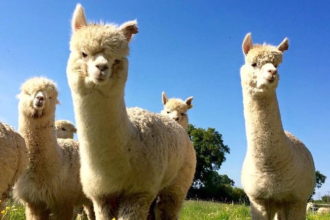 2-Hour Alpaca Farm Experience in Kenilworth - Who will enjoy this farm visit most?