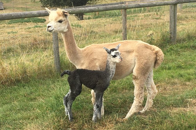 2-Hour Alpaca Farm Experience in Kenilworth - Cuddling babies and taking photos with the herd