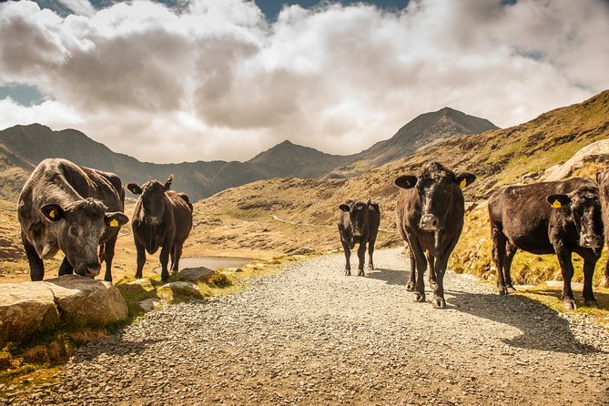5-Day Discover Wales Small-Group Tour from London - Pembrokeshire Coast and St Davids