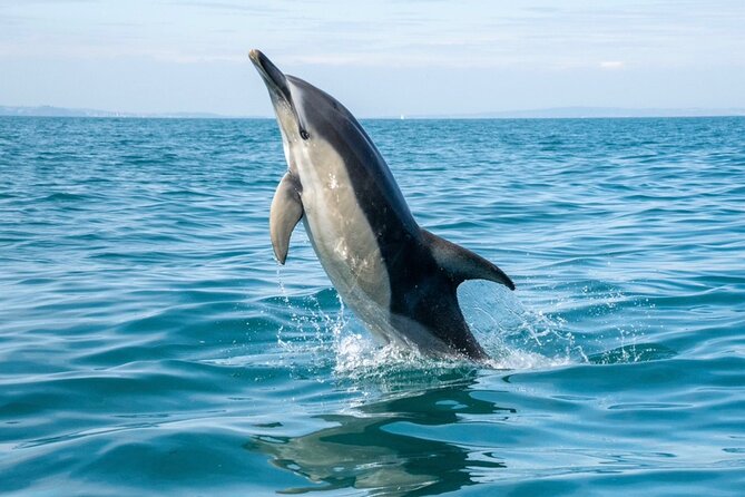 90 Minute Coastal Explorer in Torquay - A lively way to see the Torquay coast