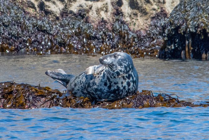 90 Minute Coastal Explorer in Torquay - What the skipper adds to the outing