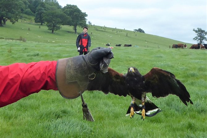 Bath City Tour & Fly a Hawk Experience - Day Tour from Bath - Why this Bath pairing works