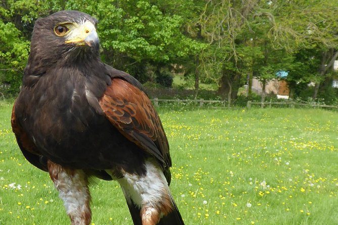 Bath City Tour & Fly a Hawk Experience - Day Tour from Bath - The Circus and Royal Crescent