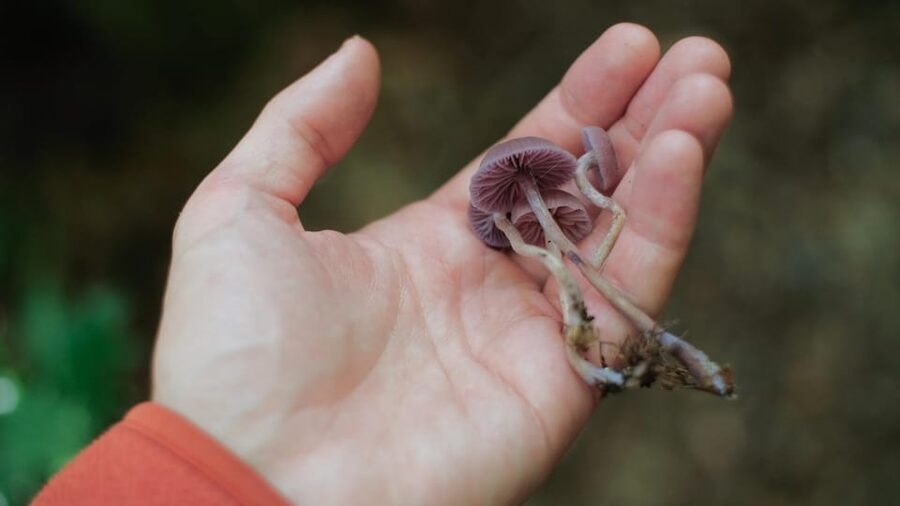 Beginner Foraging Walk: Wild food walking tour & tasters - Joseph Thurbin’s teaching style