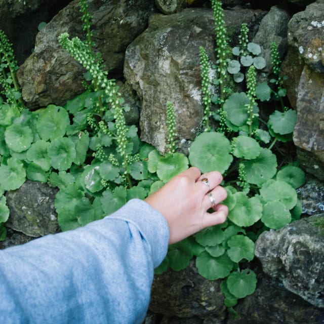 Beginner Foraging Walk: Wild food walking tour & tasters - Learning to identify plants without guessing