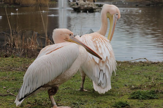 Discover the Secrets of Whitehall - St. James’s Park and its royal pelicans
