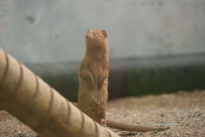 Entry ticket to Hoo Zoo and Dinosaur World in Telford - How much time do you need at Hoo Zoo?