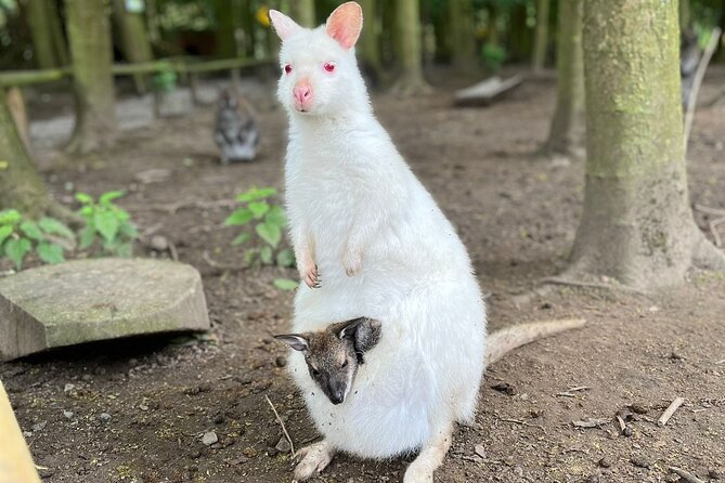 Entry ticket to Hoo Zoo and Dinosaur World in Telford - Is the $27.67 ticket good value?