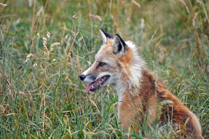 Fox Encounter for 2 people and park entry - Key points to know before you book