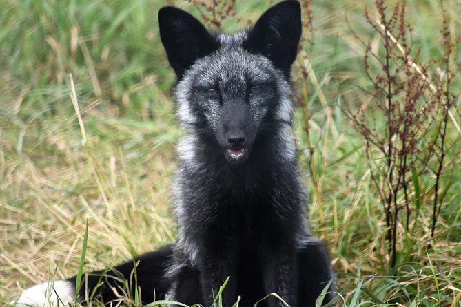 Fox Encounter for 2 people and park entry - Who will get the most from this experience