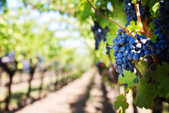 Full Day Wine Tour in Sussex and Kent - Second stop: contrasting estates in Sussex or Kent