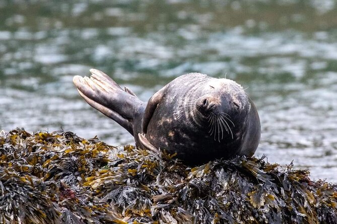 Guided Wildlife and Sea Cave Kayak Safari in English Riviera - Key points to know before you paddle