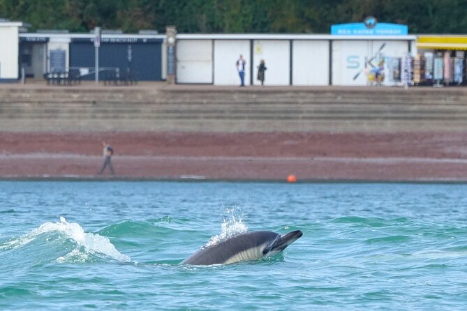 Guided Wildlife and Sea Cave Kayak Safari in English Riviera - Meeting at Oddicombe Beach for a 10 a.m. start