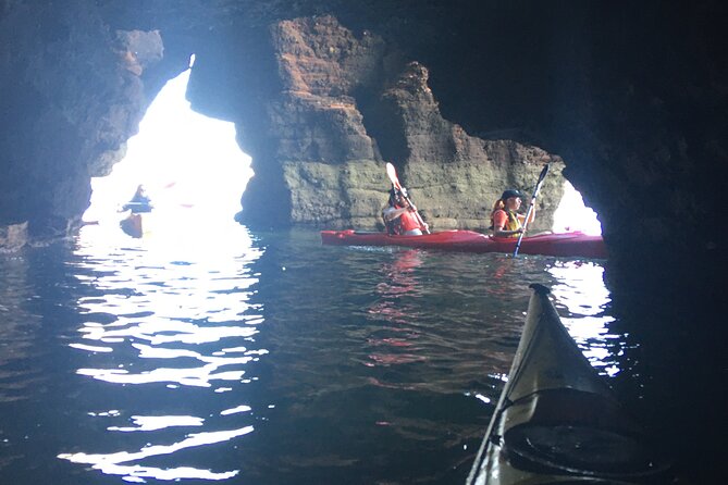 Guided Wildlife and Sea Cave Kayak Safari in English Riviera - Watching seals, birds, and marine life