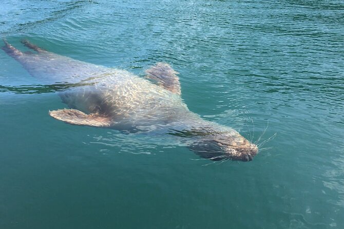 Guided Wildlife and Sea Cave Kayak Safari in English Riviera - Learning to handle the tandem sea kayak