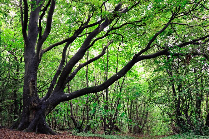 Half-day Forest Bathing and Yoga in Brighton's Woodlands - Booking, cancellation, and final advice