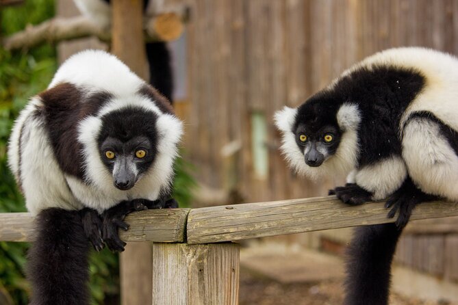 Howletts Day Ticket - Key points to know before you go