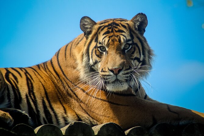 Howletts Day Ticket - Why Howletts feels different from a standard zoo visit