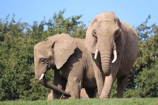 Howletts Day Ticket - Practical booking advice for a fixed ticket