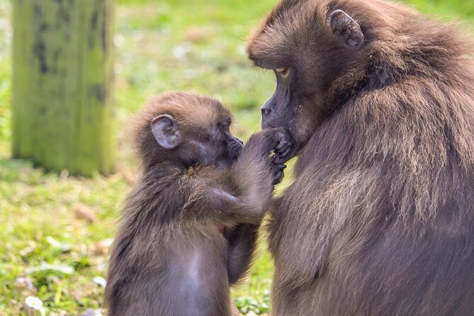 Howletts Day Ticket - Walking through 90 acres of ancient parkland