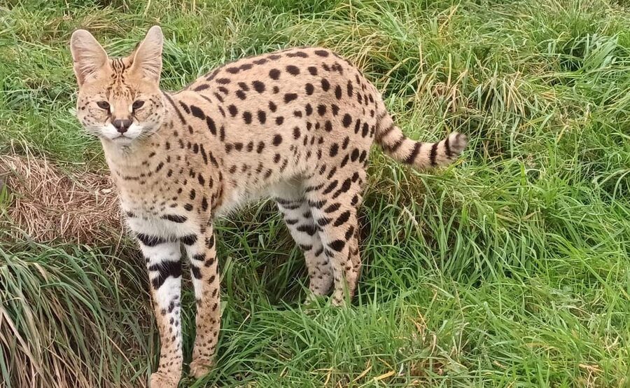 Lincolnshire: ARK Wildlife and Dinosaur Park Entry Ticket - Why the rescue setting changes the visit