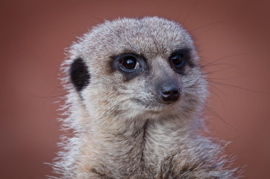 Lincolnshire: ARK Wildlife and Dinosaur Park Entry Ticket - Who will get the most from a visit