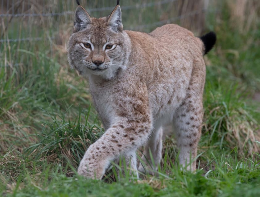 Lincolnshire: ARK Wildlife and Dinosaur Park Entry Ticket - Lemur Lake and the park’s unusual primates