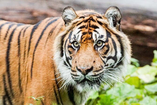 London Zoo Entry Ticket - Food, shopping, and weather breaks