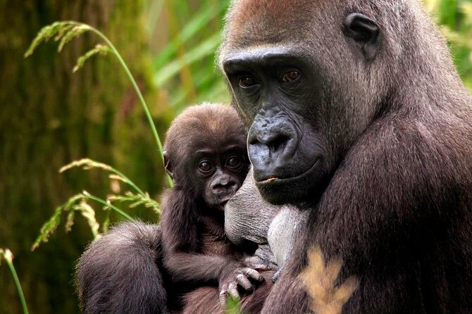London Zoo Entry Ticket - What the zoo does well, and where it needs work