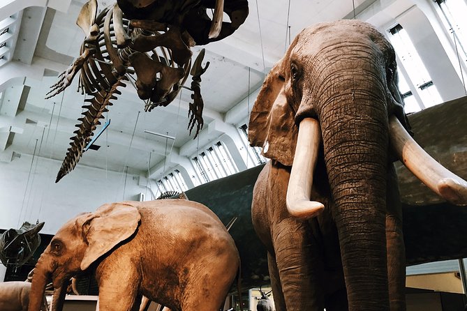 Natural History Museum London - Exclusive Guided Museum Tour - Dinosaurs, Archaeopteryx, and Sophie the Stegosaurus
