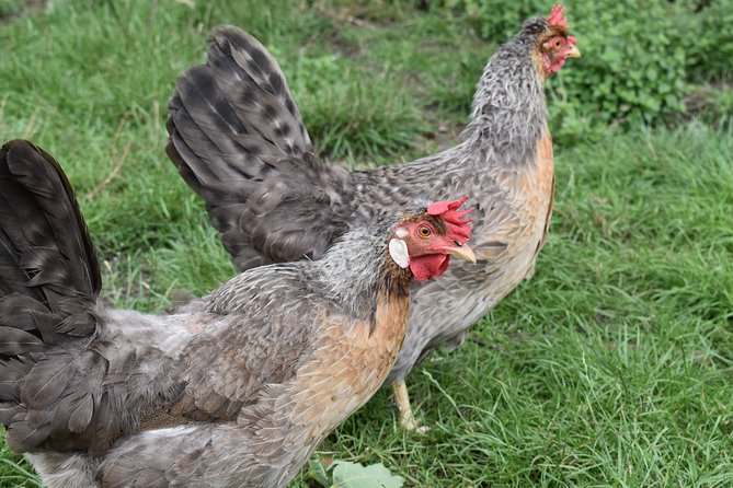Private Day in the Cotswolds Tour - Cogges Manor Farm and the Yew Tree Farm connection