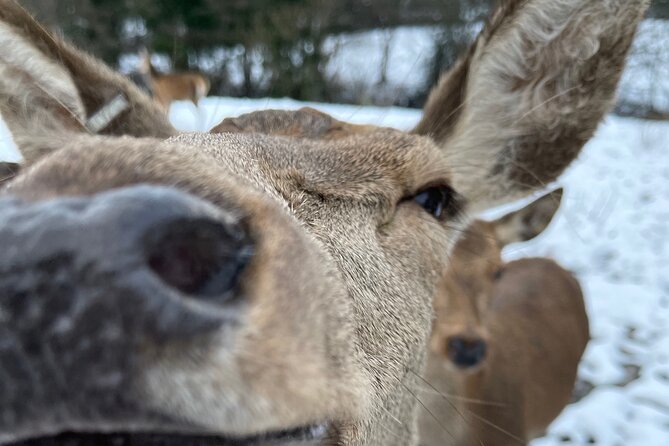 Private Deer Park Tour and Day Out in Leek - Meeting Red and Fallow Deer Near Leek