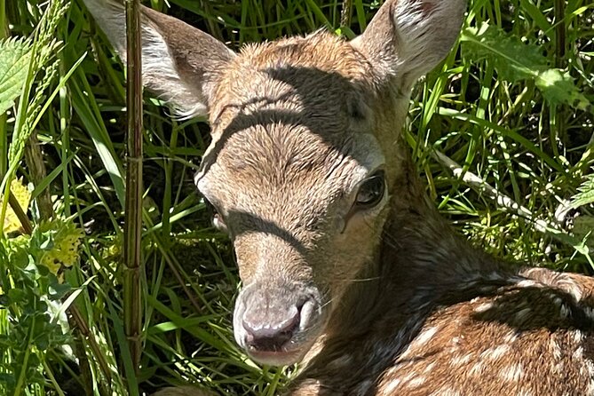 Private Deer Park Tour and Day Out in Leek - A Simple Introduction to British Wild Deer