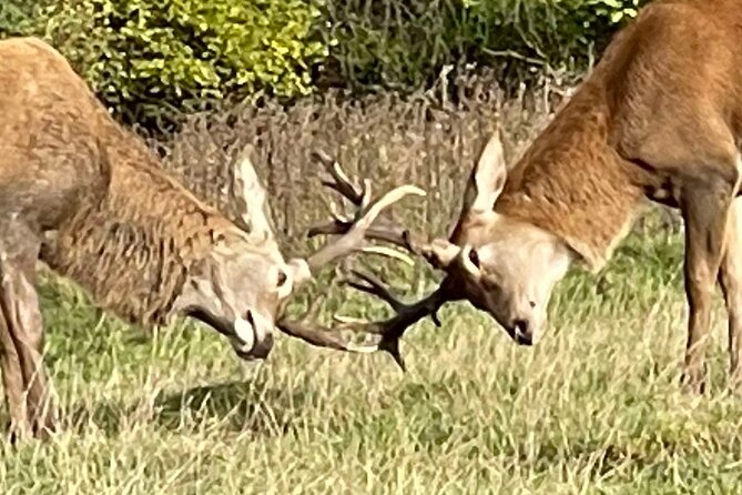 Private Deer Park Tour and Day Out in Leek - Weather, Clothing, and Ground Conditions
