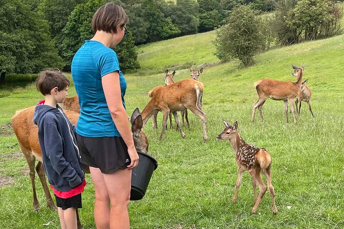 Private Deer Park Tour and Day Out in Leek - What You May See During the Visit