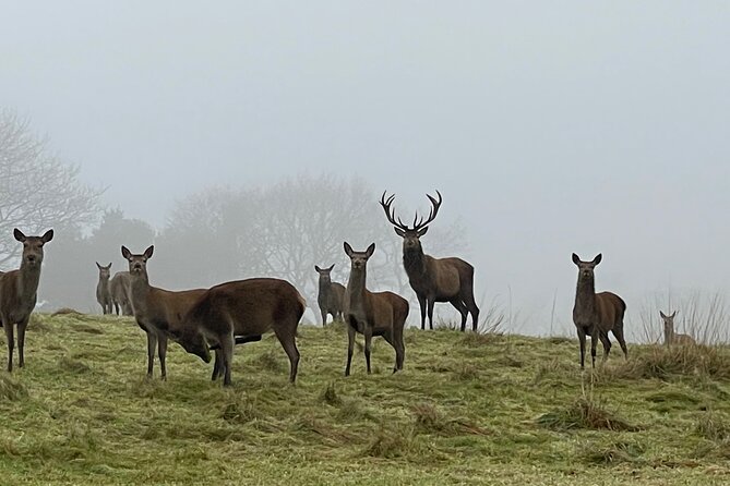 Private Deer Park Tour and Day Out in Leek - Who Will Enjoy It Most