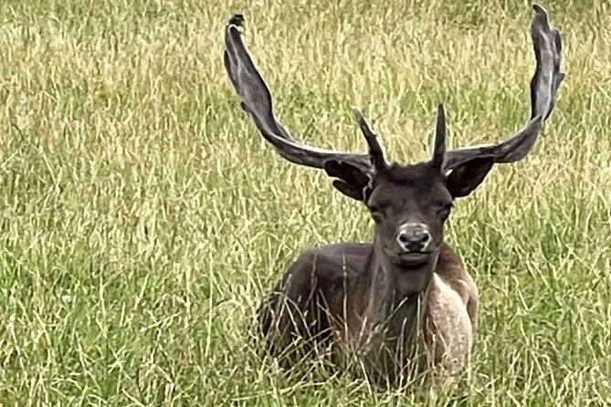 Private Deer Park Tour and Day Out in Leek - Booking Details Worth Checking Before You Go