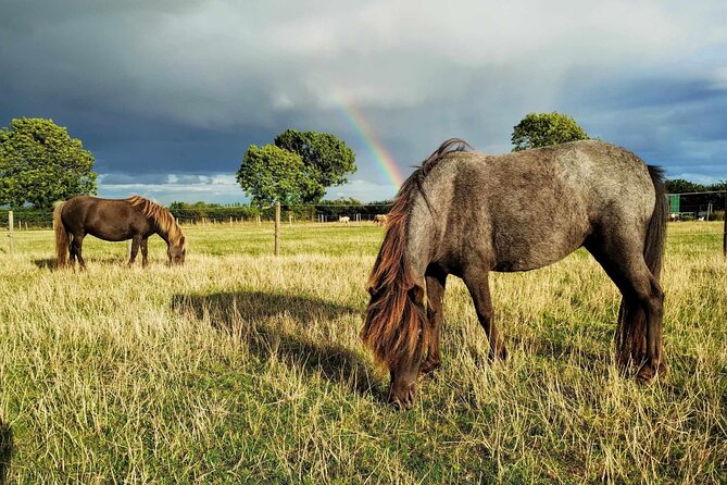 Private Miniature Horse Walking near Lincoln - Meeting Falabellas at Walcott