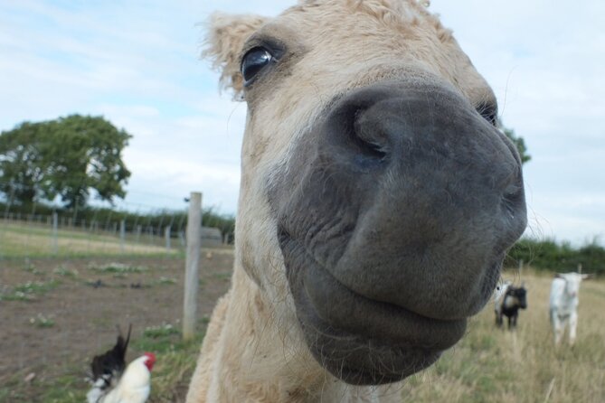 Private Miniature Horse Walking near Lincoln - Walking the Lincolnshire countryside