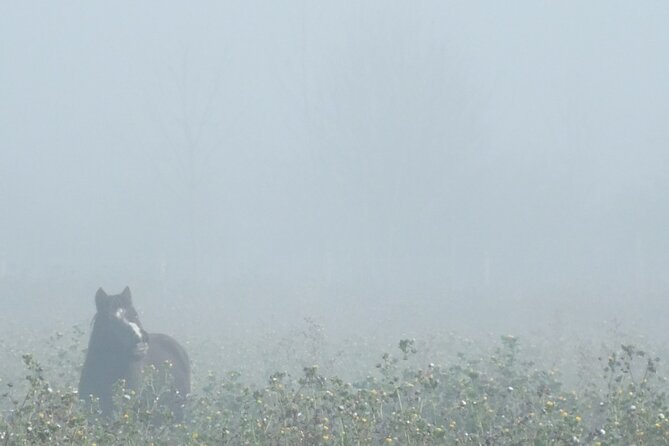 Private Miniature Horse Walking near Lincoln - What makes the private format worthwhile