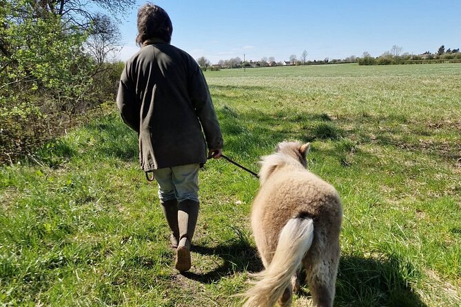 Private Miniature Horse Walking near Lincoln - The other animals and the human welcome