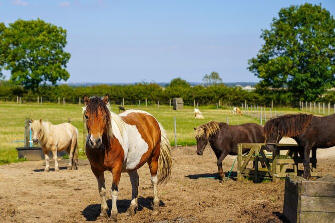 Private Miniature Horse Walking near Lincoln - Timing, booking, and weather