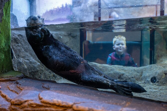 SEA LIFE Birmingham Admission Ticket - The 360° Ocean Tunnel is the main event