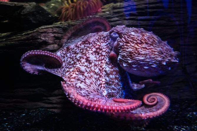 SEA LIFE Birmingham Admission Ticket - What the $26.05 ticket really buys you